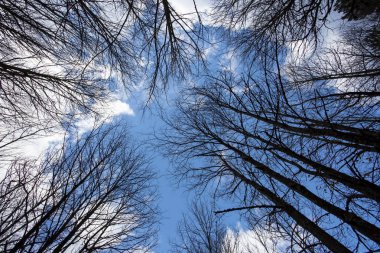 Ormanda, gökyüzüne uzanan ağacı dalları