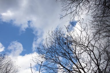 Ormanda, gökyüzüne uzanan ağacı dalları