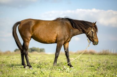 Yeşil çayır manzara, güzel yetişkin at. Doğa görünümü.