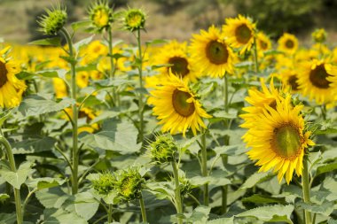 Ayçiçeği alan, Trakya / Türkiye. Doğa Tarım görünümü.
