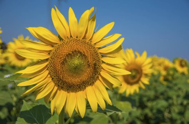 Ayçiçeği alan, Trakya / Türkiye. Doğa Tarım görünümü.