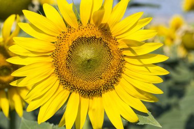 Ayçiçeği alan, Trakya / Türkiye. Doğa Tarım görünümü.