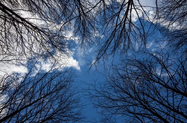 Bosque Ramas Árboles Que Extienden Hasta Cielo — Foto de Stock