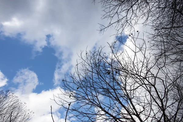 Bosque Ramas Árboles Que Extienden Hasta Cielo — Foto de Stock