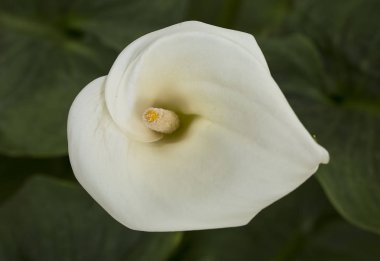 Dev beyaz arum lily çiçek, Zantedeschia aethiopica
