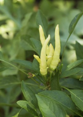 Yeşil taze biber alan, tarım. Doğal çiftlik fotoğraf. 