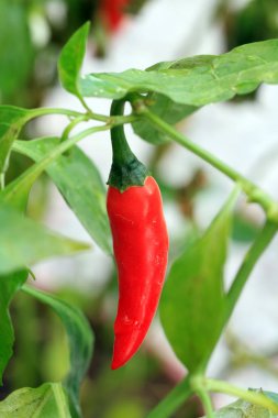 Yeşil taze biber alan, tarım. Doğal çiftlik fotoğraf. 