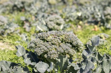 Yeşil taze doğal organik brokoli alan tarım. 