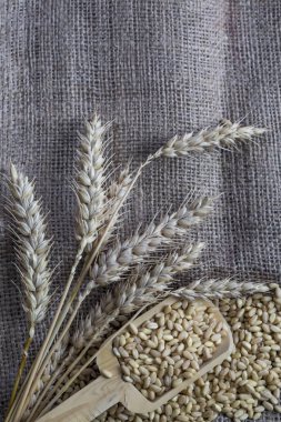 Buğday ve buğday kulak arka plan. Gıda kavramı fotoğraf. 