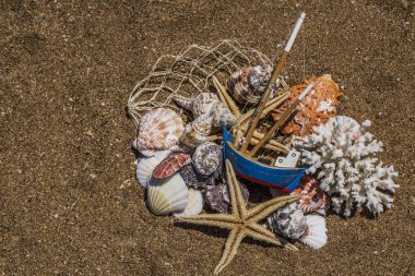 Starfishes, inci ve şaşırtıcı deniz kabuklarını kapat