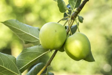 Bir daldaki yeşil elmalar hasat edilmeye hazır, açık havada, seçici bir odak