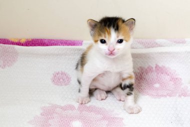 Evcil hayvan; sevimli kedi içeride. Ev kedisi. 