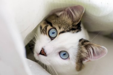 Evcil hayvan; sevimli kedi içeride. Ev kedisi. 