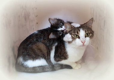 Evcil hayvan; sevimli kedi içeride. Ev kedisi. 