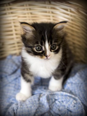 Evcil hayvan; sevimli kedi içeride. Ev kedisi. 
