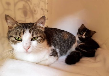 Evcil hayvan; sevimli kedi içeride. Ev kedisi. 