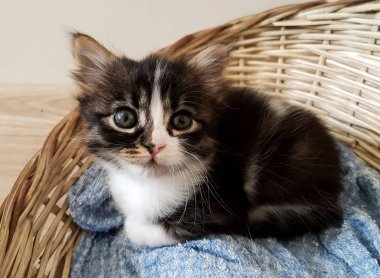 Evcil hayvan; sevimli kedi içeride. Ev kedisi. 