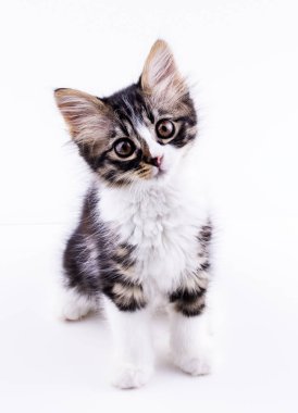 Evcil hayvan; sevimli kedi içeride. Ev kedisi. 