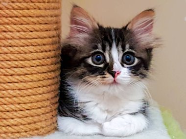 Evcil hayvan; sevimli kedi içeride. Ev kedisi. 