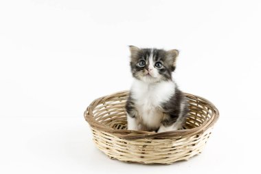 Evcil hayvan; sevimli kedi içeride. Ev kedisi. 