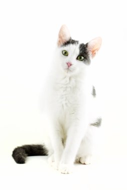 Evcil hayvan; sevimli kedi içeride. Ev kedisi. 