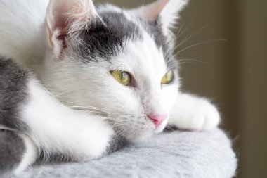 Evcil hayvan; sevimli kedi içeride. Ev kedisi. 