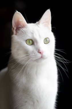 Evcil hayvan; sevimli kedi içeride. Ev kedisi. 