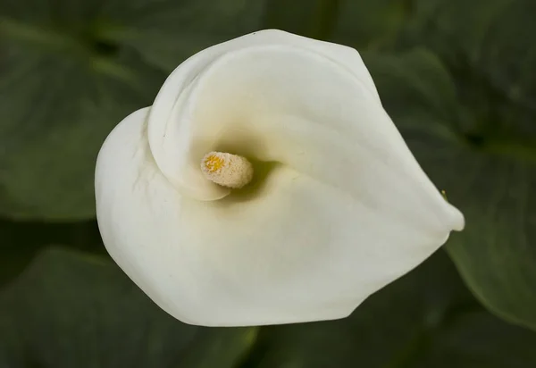 Flor Lirio Arum Blanco Gigante Zantedeschia Aethiopica —  Fotos de Stock