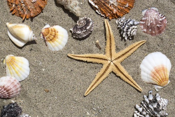 Starfishes Gyöngyök Csodálatos Tengeri Kagylókból Közelről — Stock Fotó