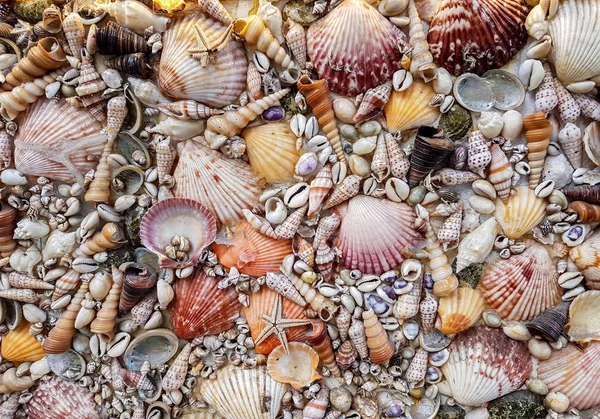 Stelle Marine Perle Conchiglie Sorprendenti Vicino — Foto Stock