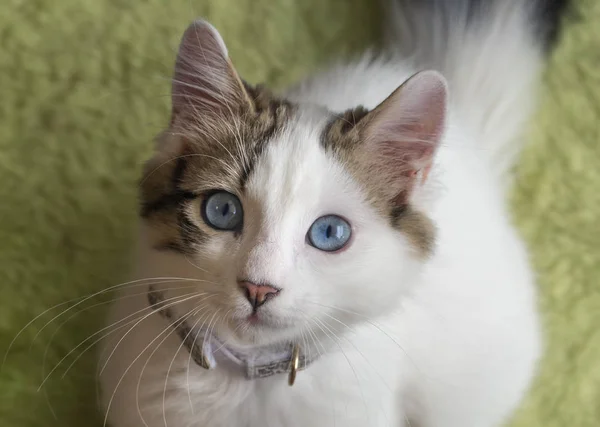 Animal Compañía Gato Lindo Interior Casa Gato — Foto de Stock