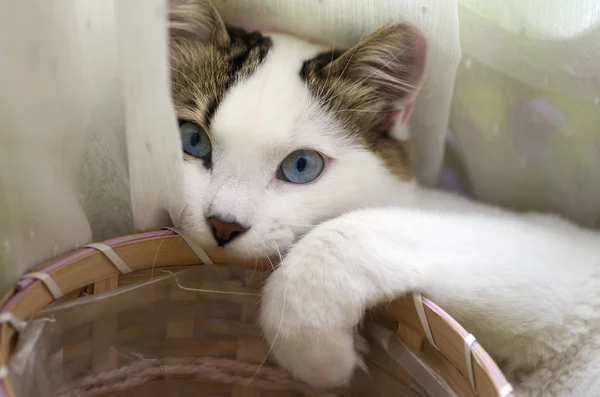 Haustier Niedliche Katze Drinnen Hauskatze — Stockfoto