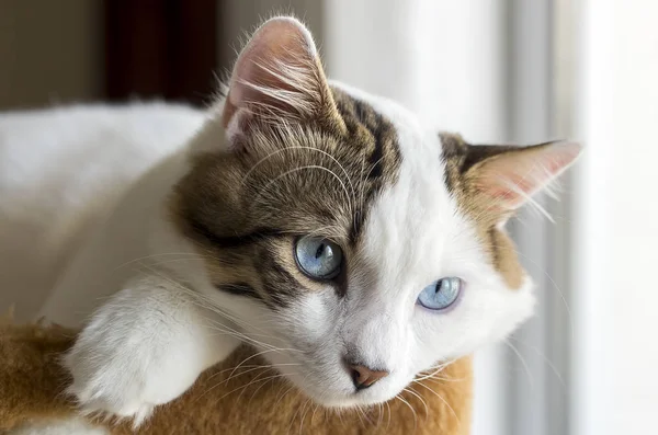 ペット動物 かわいい猫の屋内 — ストック写真