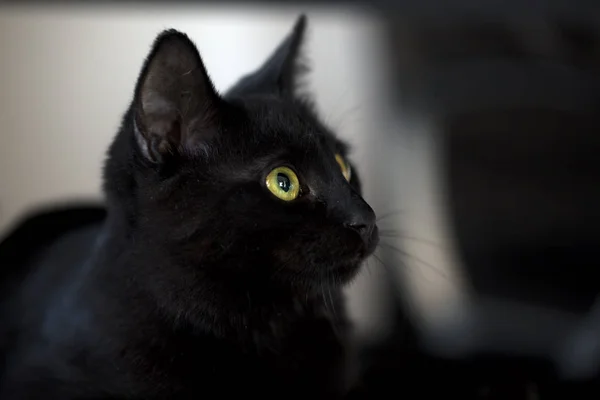 Huisdier Schattige Kat Binnen Huiskat — Stockfoto