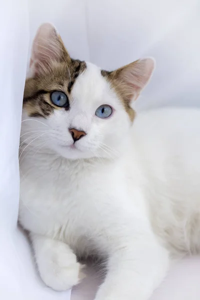Huisdier Schattige Kat Binnen Huiskat — Stockfoto