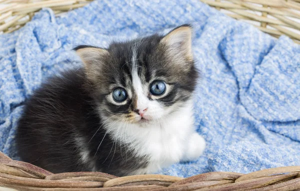 Huisdier Schattige Kat Binnen Huiskat — Stockfoto