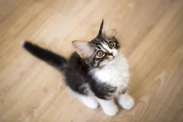 Huisdier Schattige Kat Binnen Huiskat — Stockfoto