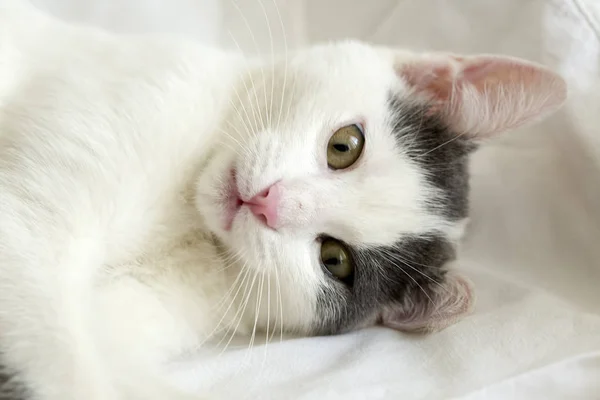 Huisdier Schattige Kat Binnen Huiskat — Stockfoto