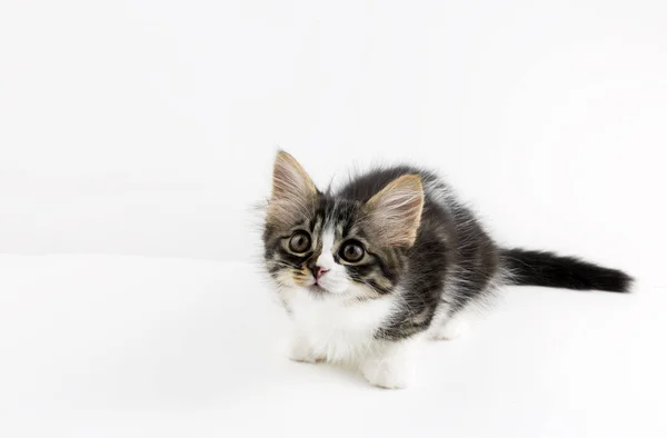 Pet Animal Cute Cat Indoor House Cat — Stock Photo, Image