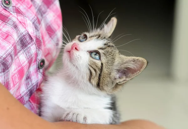 ペット動物 かわいい猫の屋内 — ストック写真