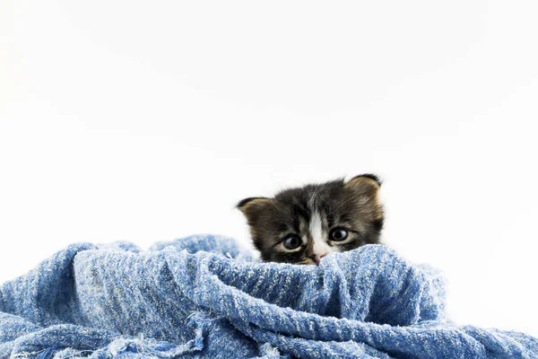 Zwierzęta Domowe Ładny Kot Wewnątrz Kot Domowy — Zdjęcie stockowe