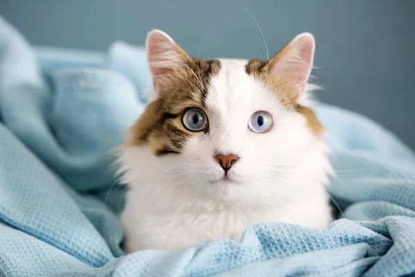 Haustier Niedliche Katze Drinnen Hauskatze — Stockfoto