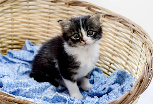Zwierzęta Domowe Ładny Kot Wewnątrz Kot Domowy — Zdjęcie stockowe