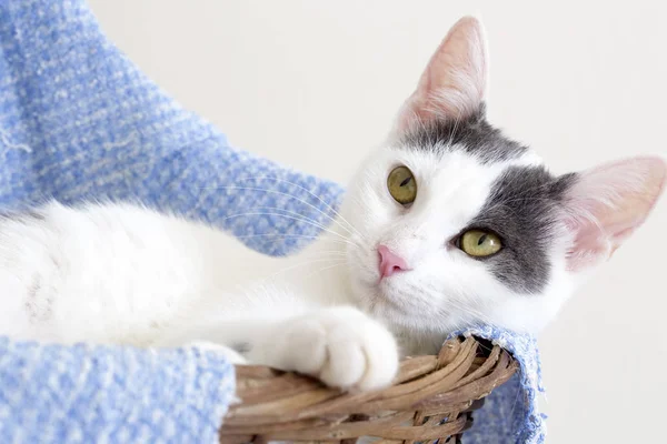 Animal Compañía Gato Lindo Interior Casa Gato — Foto de Stock