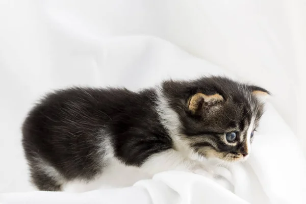 Animal Estimação Gato Bonito Interior Gato Doméstico — Fotografia de Stock