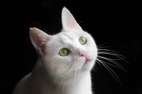 Huisdier Schattige Kat Binnen Huiskat — Stockfoto