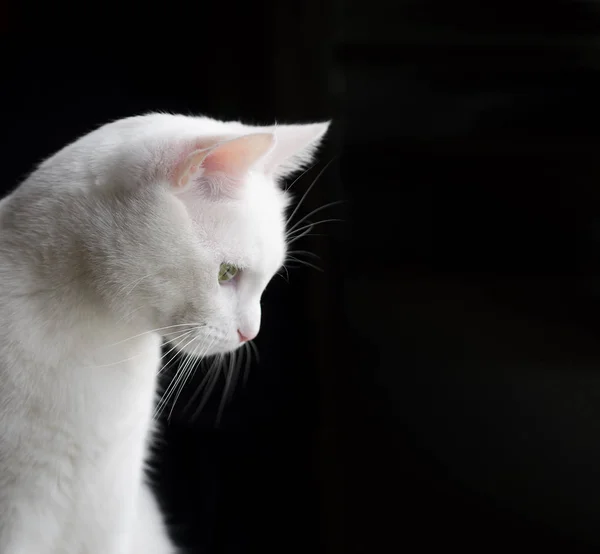 Animal Compañía Gato Lindo Interior Casa Gato — Foto de Stock