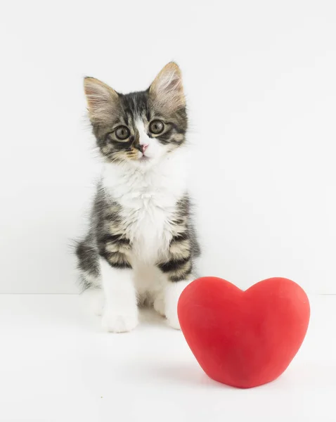 Pet Animal Cute Cat Indoor House Cat — Stock Photo, Image