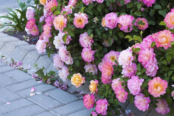 Pink rose garden. A group of the sweet pink roses in the garden.