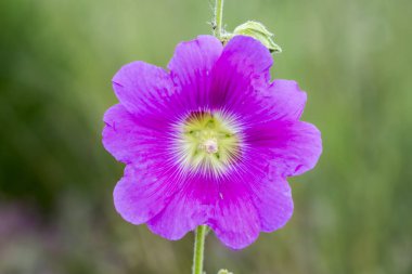 Gülhatmi çiçekler /Althaea officinalis dekorasyon güzel / bahçe
